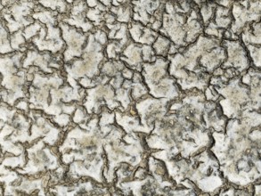 Dried mud in the marshland of the Bahía de Cádiz Nature Reserve. Aerial view. Drone shot. Cádiz