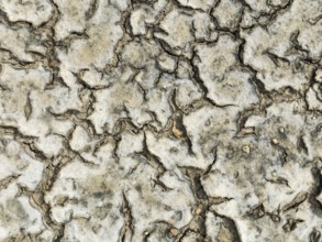Dried mud in the marshland of the Bahía de Cádiz Nature Reserve. Aerial view. Drone shot. Cádiz