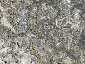 Dried mud in the marshland of the Bahía de Cádiz Nature Reserve. Aerial view. Drone shot. Cádiz
