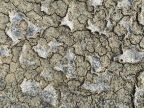 Dried mud in the marshland of the Bahía de Cádiz Nature Reserve. Aerial view. Drone shot. Cádiz