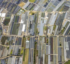 Aerial view, horticultural farms and agricultural use in the district of Volmerswerth, shapes and