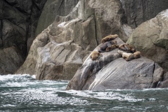 Steller sea lions (Eumetopias jubatus), Kenai Fjords National Park, Alaska, USA