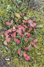Bearberry (Arctostaphylos uva-ursi) in autumn leaves, Alaska, USA