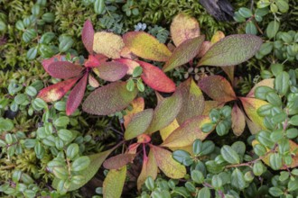 Bearberry (Arctostaphylos uva-ursi) in autumn leaves, Alaska, USA