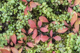 Bearberry (Arctostaphylos uva-ursi) in autumn leaves, Alaska, USA