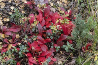 Bearberry (Arctostaphylos uva-ursi) in autumn leaves, Alaska, USA