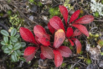 Bearberry (Arctostaphylos uva-ursi) in autumn leaves, Alaska, USA