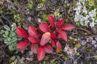 Bearberry (Arctostaphylos uva-ursi) in autumn leaves, Alaska, USA