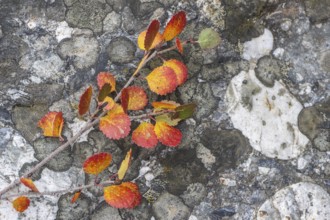 Dwarf birch (Betula nana) in autumn foliage, Alaska, USA