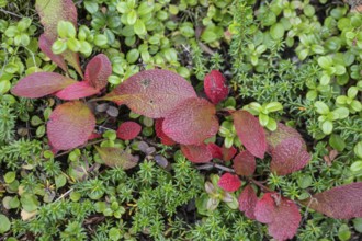 Bearberry (Arctostaphylos uva-ursi) in autumn leaves, Alaska, USA