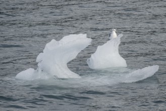 Iceberg with kittiwake (Rissa tridactyla), Glacier Bay, Alaska, USA