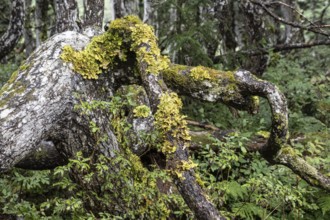 Tree trunks of Sitka spruce (Picea sitchensis), Juneau, Alaska, Canada