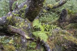 Tree trunks of Sitka spruce (Picea sitchensis), Juneau, Alaska, Canada