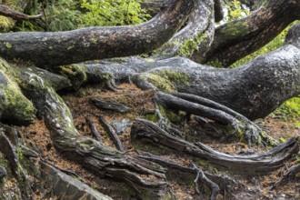Tree trunks of Sitka spruce (Picea sitchensis), Juneau, Alaska, Canada