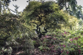 Japanese fan maple (Acer palmatum), Vancouver, Canada