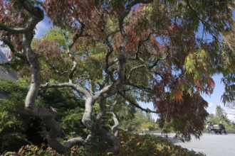 Japanese fan maple (Acer palmatum), Vancouver, Canada
