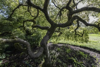 Japanese fan maple (Acer palmatum), Vancouver, Canada