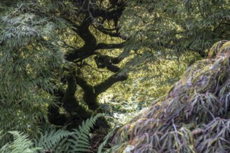 Japanese fan maple (Acer palmatum), Vancouver, Canada