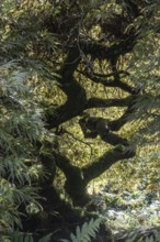 Japanese fan maple (Acer palmatum), Vancouver, Canada