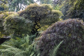 Japanese fan maple (Acer palmatum), Vancouver, Canada