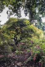 Japanese fan maple (Acer palmatum), Vancouver, Canada