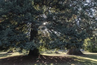Coast redwood (Sequoia sempervirens), Vancouver, Canada
