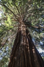 Coast redwood (Sequoia sempervirens), Vancouver, Canada