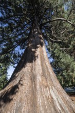Giant arborvitae (Thuja plicata), Vancouver, Canada