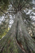 Giant arborvitae (Thuja plicata), Vancouver, Canada
