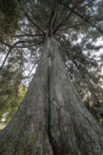 Giant arborvitae (Thuja plicata), Vancouver, Canada