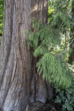 Giant arborvitae (Thuja plicata), Vancouver, Canada