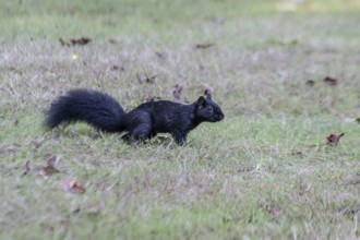 Grey squirrel (Sciurus caroliniensis), Vancouver, Canada
