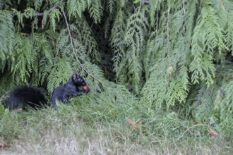 Grey squirrel (Sciurus caroliniensis), Vancouver, Canada