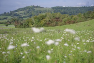 Flower meadow at the foot of the Einkorn, Hausberg, Schwäbisch Hall, Hohenlohe, Germany