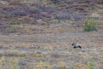 Brown bear, grizzly (Ursus arctos) in the autumn tundra, Denali National Park, Alaska, USA