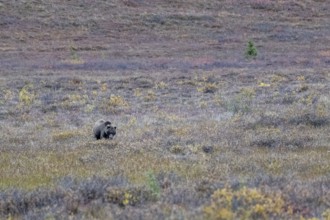 Brown bear, grizzly (Ursus arctos) in the autumn tundra, Denali National Park, Alaska, USA