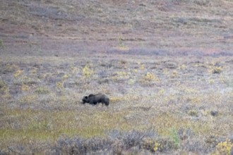 Brown bear, grizzly (Ursus arctos) in the autumn tundra, Denali National Park, Alaska, USA