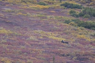Moose (Alces alces), Denali National Park, Alaska, USA
