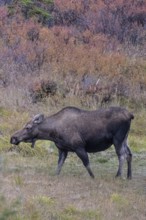 Moose (Alces alces), Denali National Park, Alaska, USA