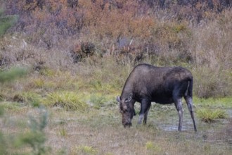 Moose (Alces alces), Denali National Park, Alaska, USA