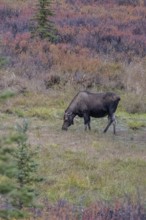 Moose (Alces alces), Denali National Park, Alaska, USA