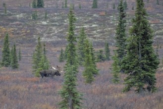 Moose (Alces alces), Denali National Park, Alaska, USA