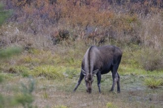 Moose (Alces alces), Denali National Park, Alaska, USA