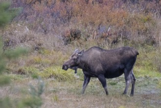 Moose (Alces alces), Denali National Park, Alaska, USA