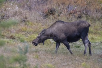 Moose (Alces alces), Denali National Park, Alaska, USA