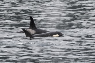 Orcas (Orcinus orca), Kenai Fjords National Park, Alaska, USA