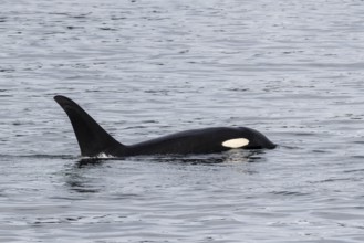 Orca (Orcinus orca), Kenai Fjords National Park, Alaska, USA