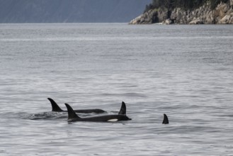 Orcas (Orcinus orca), Kenai Fjords National Park, Alaska, USA