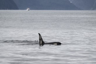 Orca (Orcinus orca), Kenai Fjords National Park, Alaska, USA