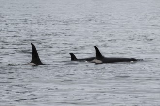 Orcas (Orcinus orca), Kenai Fjords National Park, Alaska, USA